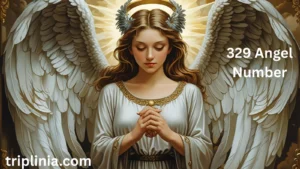 329 Angel Number